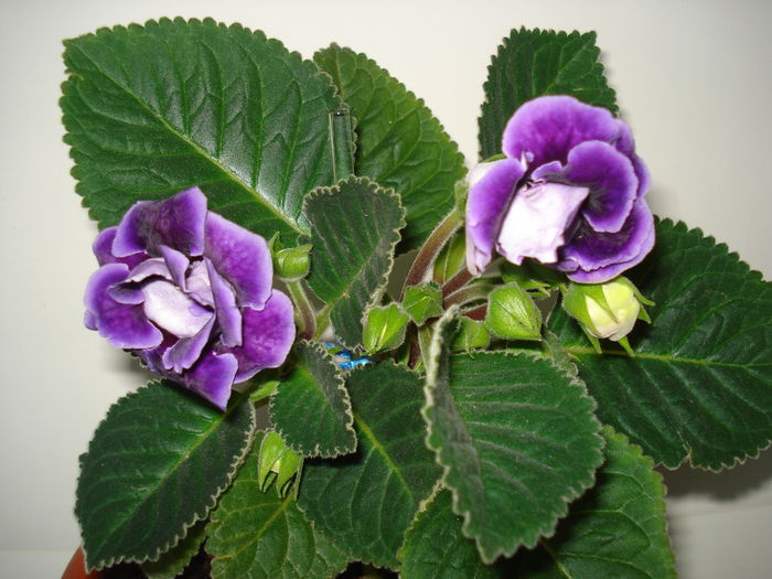 DSC00880 - GLOXINIA 2015