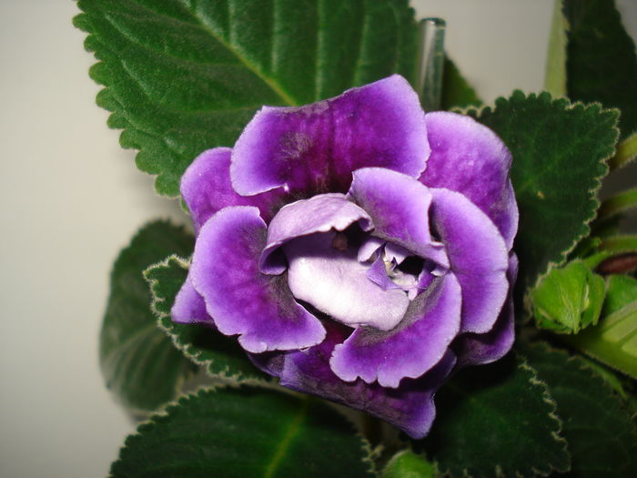 DSC00881 - GLOXINIA 2015