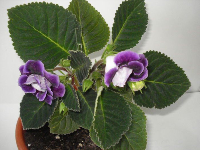 DSC00885 - GLOXINIA 2015