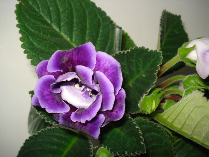 DSC00888 - GLOXINIA 2015