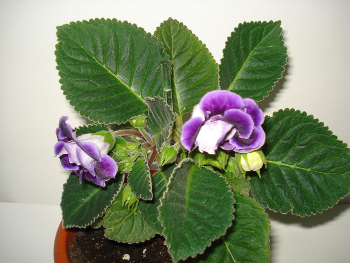 DSC00879 - GLOXINIA 2015