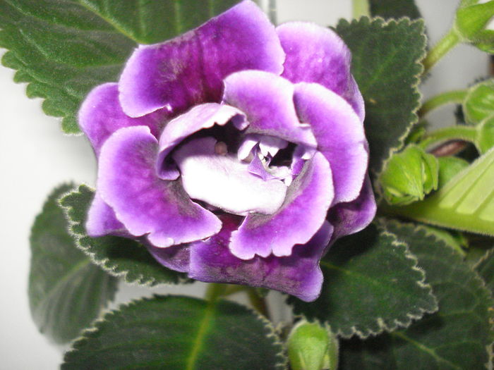 DSC00886 - GLOXINIA 2015