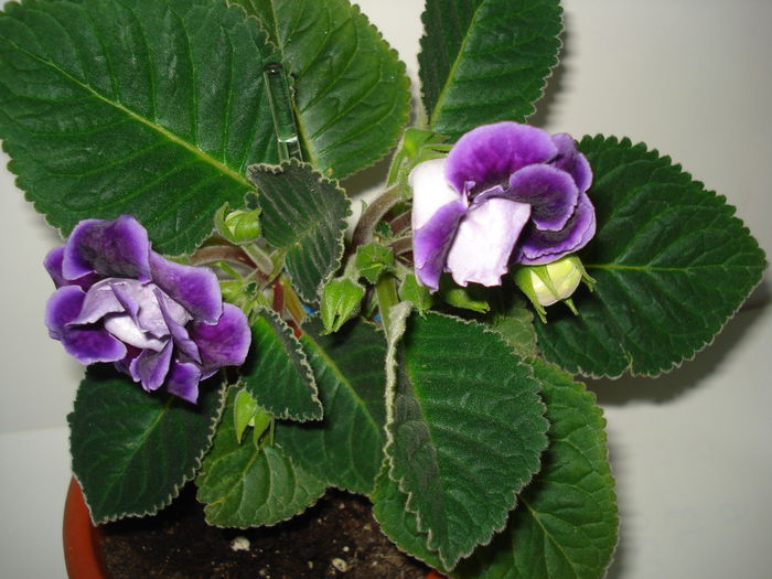 DSC00887 - GLOXINIA 2015