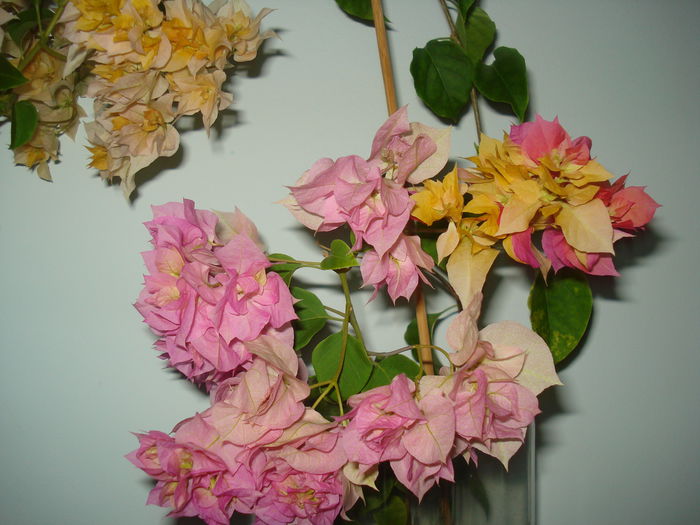 DSC00890 - BOUGAINVILLEA