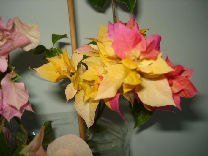 DSC00892 - BOUGAINVILLEA