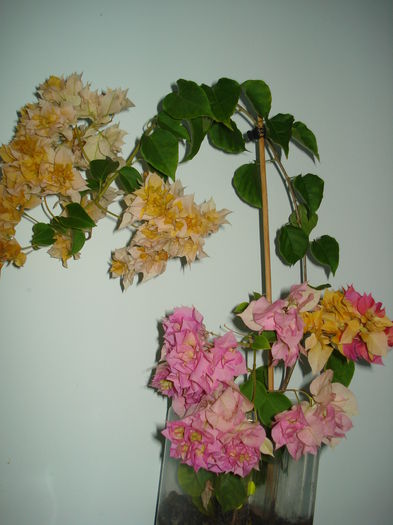 DSC00889 - BOUGAINVILLEA