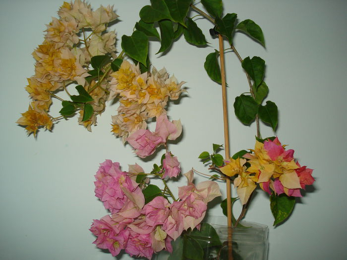 DSC00895 - BOUGAINVILLEA