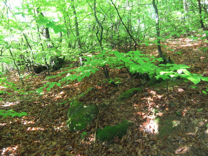 DSCF9341 - Diverse poze