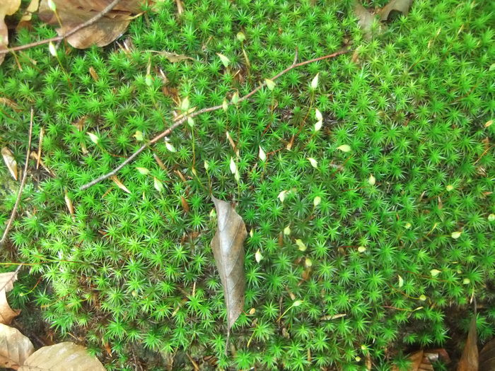 DSCF9339 - Diverse poze