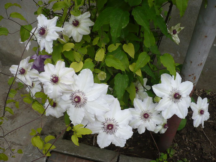 P1220014 - GRADINA 2015