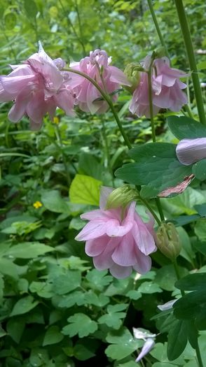 WP_20150509_13_19_33_Pro