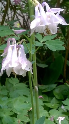 WP_20150509_13_20_12_Pro