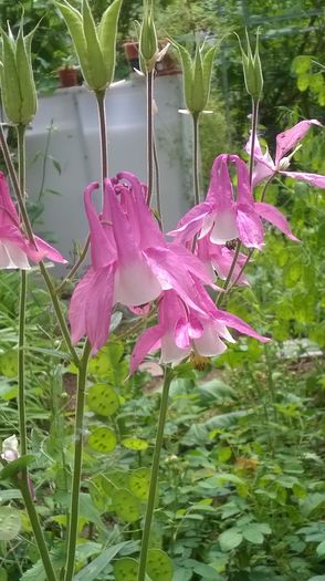 WP_20150509_13_20_21_Pro