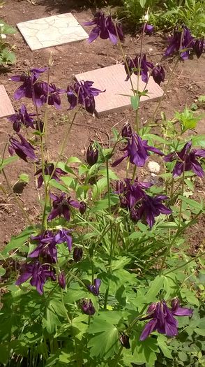 WP_20150509_13_24_27_Pro - Flori de primavara - 2015