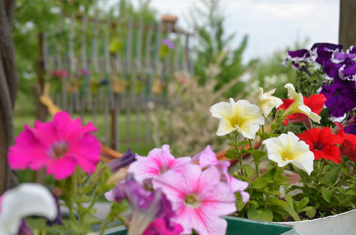 DSC_0023 - 10 mai 2015