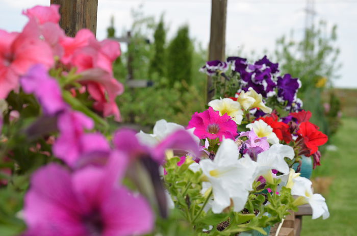 DSC_0025 - 10 mai 2015