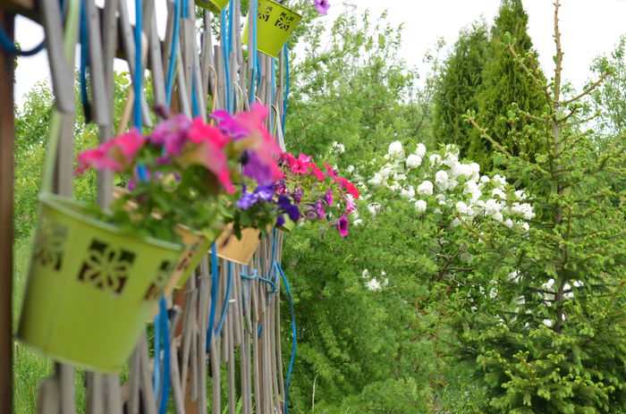 DSC_0026 - 10 mai 2015