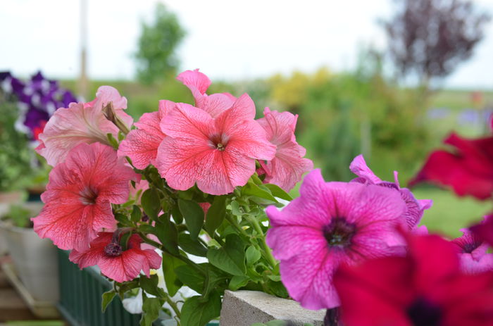 DSC_0048 - 10 mai 2015