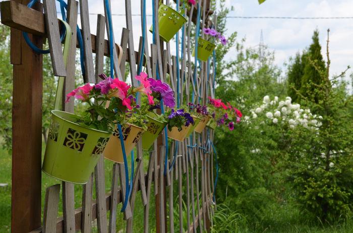 DSC_0054 - 10 mai 2015