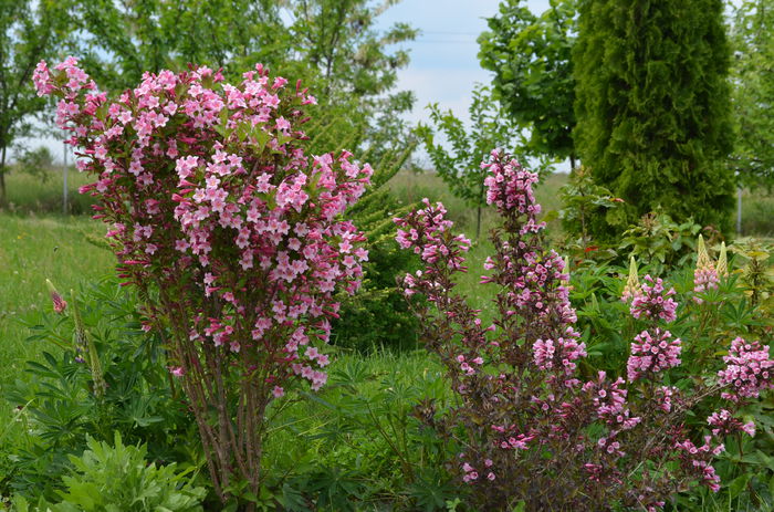 DSC_0057 - 10 mai 2015