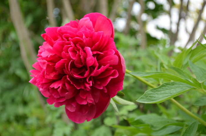 DSC_0058 - 10 mai 2015