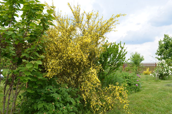 DSC_0060 - 10 mai 2015
