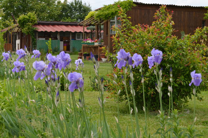 DSC_0068 - 10 mai 2015