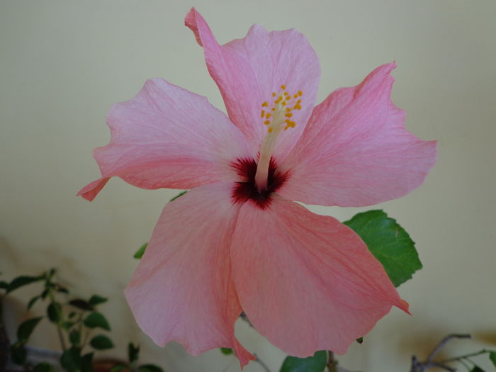 DSC07105 - HIBISCUS  2015