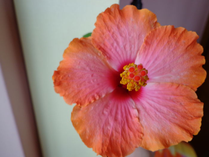 DSC07157 - HIBISCUS  2015