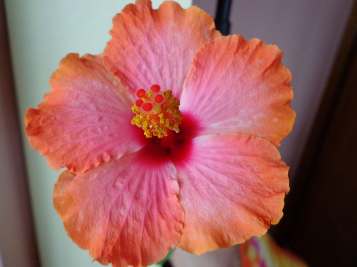 DSC07158 - HIBISCUS  2015