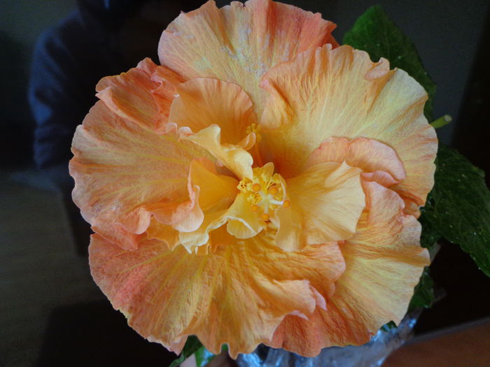 DSC07153 - HIBISCUS ROSALIND