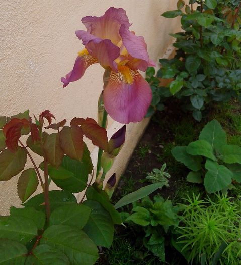 IMG_20150507_143732-1