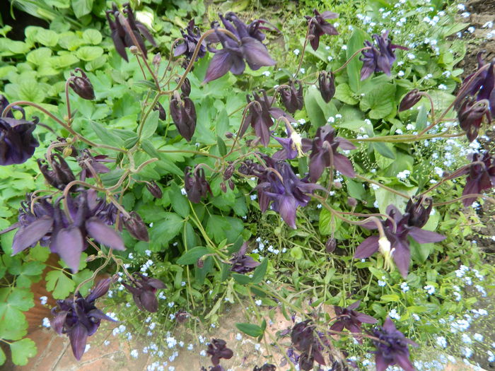 pe trecute - Aquilegii