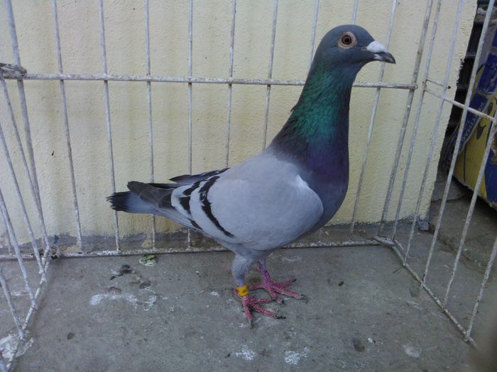 Hung Derby 14 vandut - Voiajori straini-11 vanduti