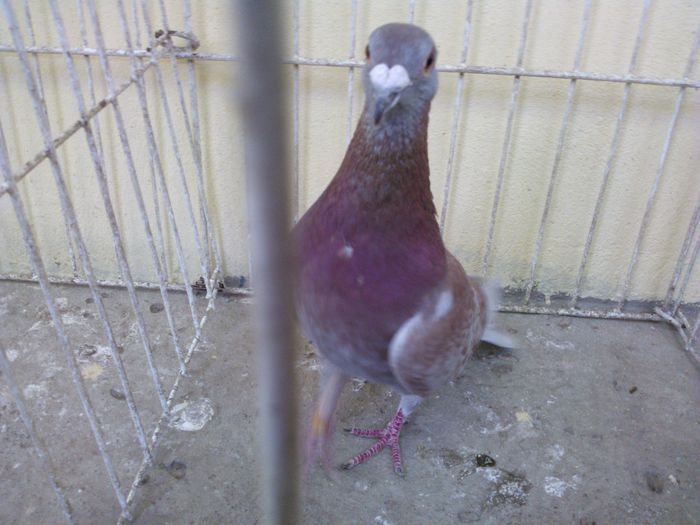 Hung 14 - Voiajori straini-11 vanduti