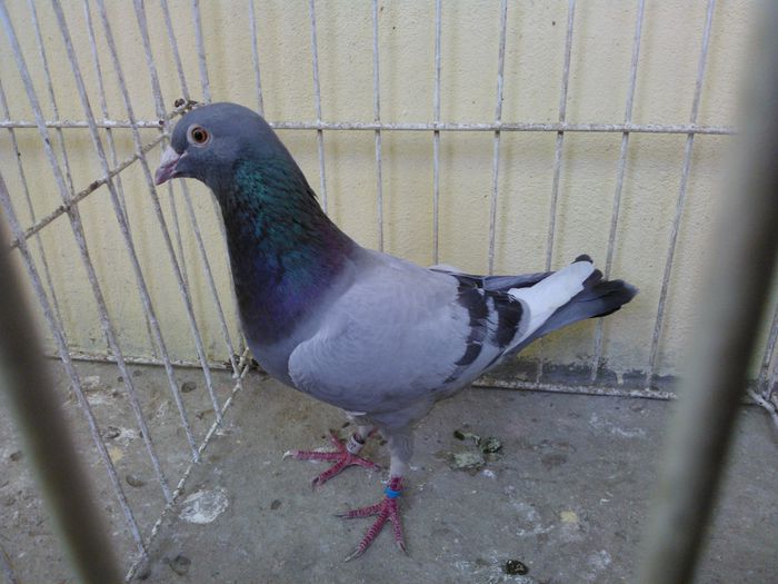 Spania R.F.C.E-CAN 13 vandut - Voiajori straini-11 vanduti