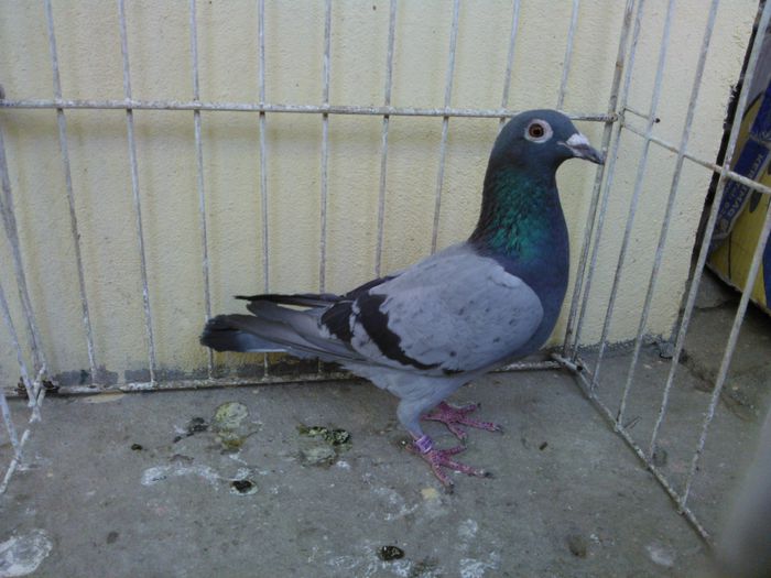 Hung 08 vandut - Voiajori straini-11 vanduti