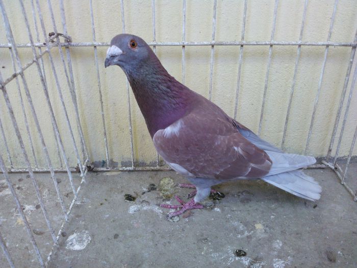 Hung 14 - Voiajori straini-11 vanduti