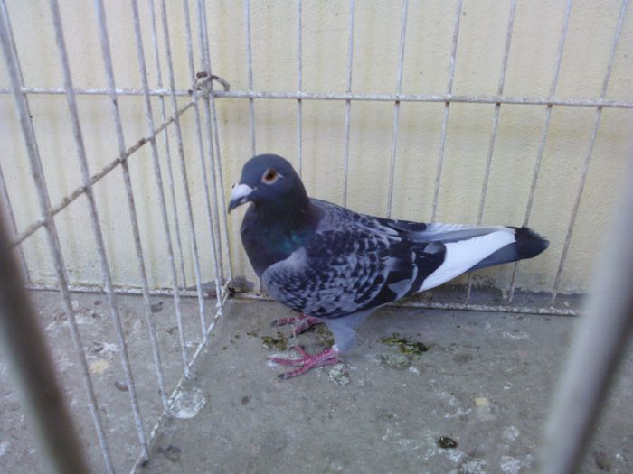 Hung Maraton 14 vandut - Voiajori straini-11 vanduti