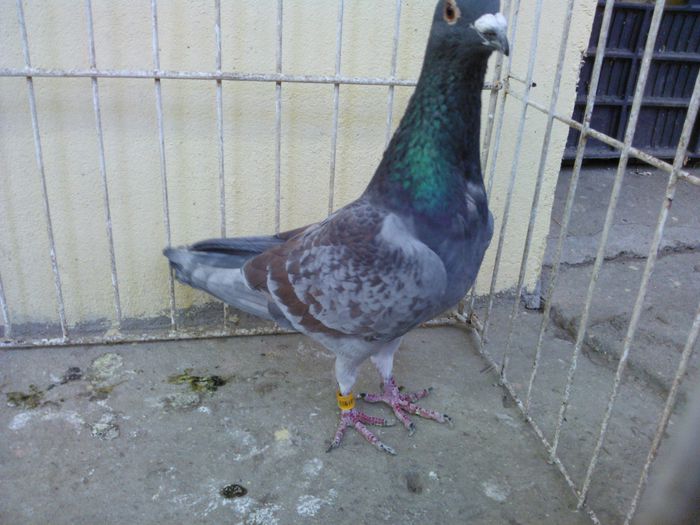 Hung 14 - Voiajori straini-11 vanduti