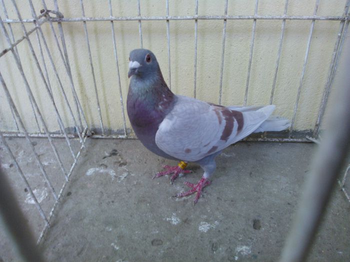 Hung 14 - Voiajori straini-11 vanduti