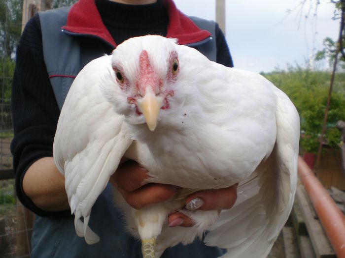 IMGP0056 - Araucana alb