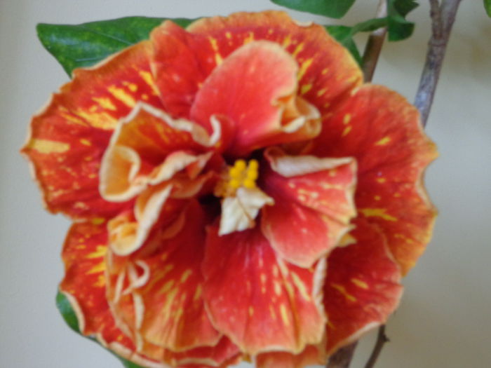 DSC07187