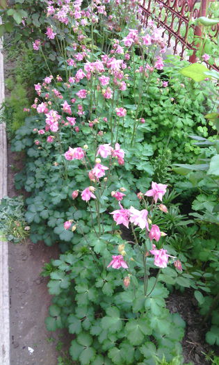 IMG_20150510_175745[1] - caldaruse