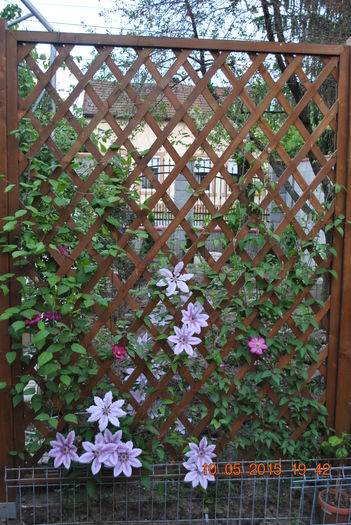 DSC_0264 - Clematis