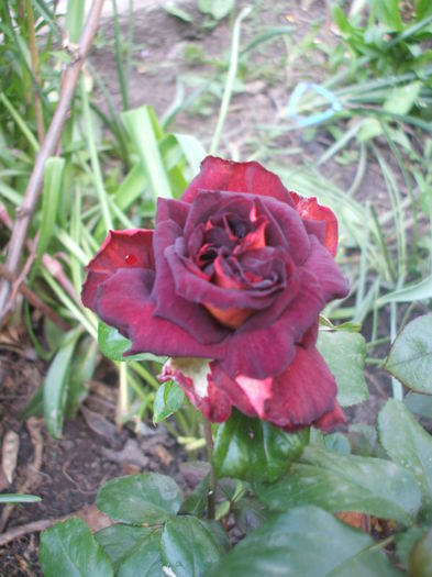 eddy-mitchell - trandafiri 0