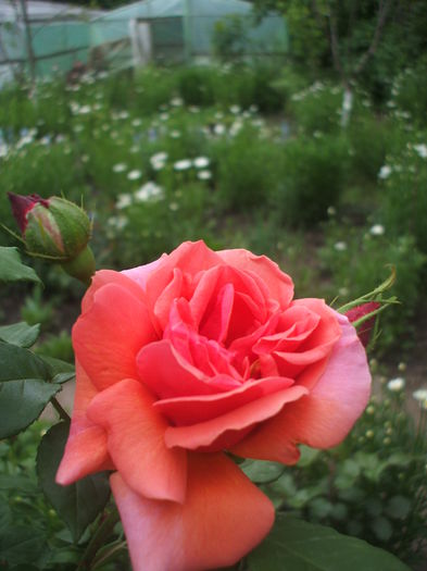 DSCF0623 - trandafiri urcatori 0