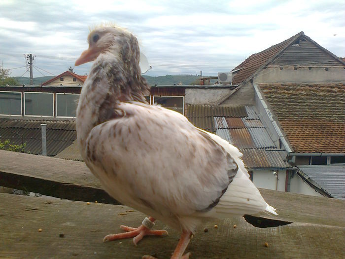 Fotografie0253 - Birmingham pui seria 1