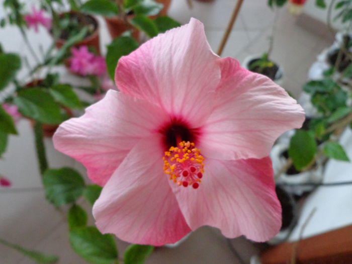 DSC07445 - HIBISCUS NATAL