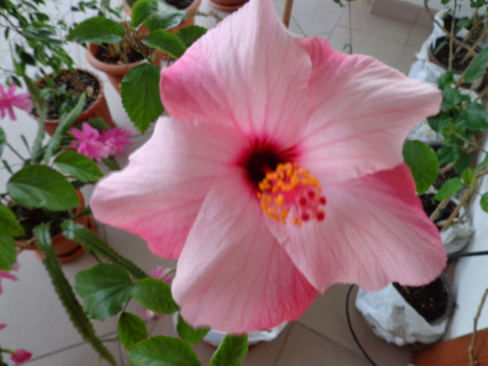 DSC07449 - HIBISCUS NATAL